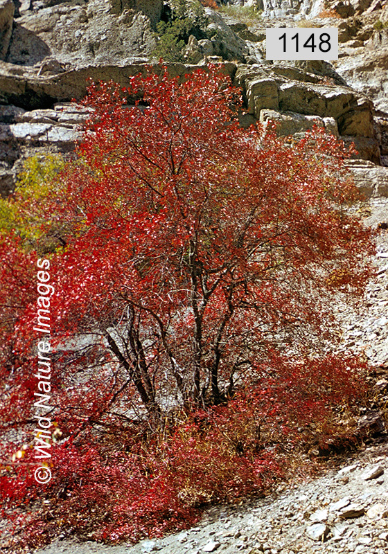 Turkmenian Maple (Acer turcomanicum)